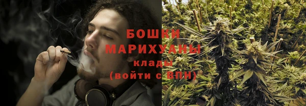 сатива Беломорск